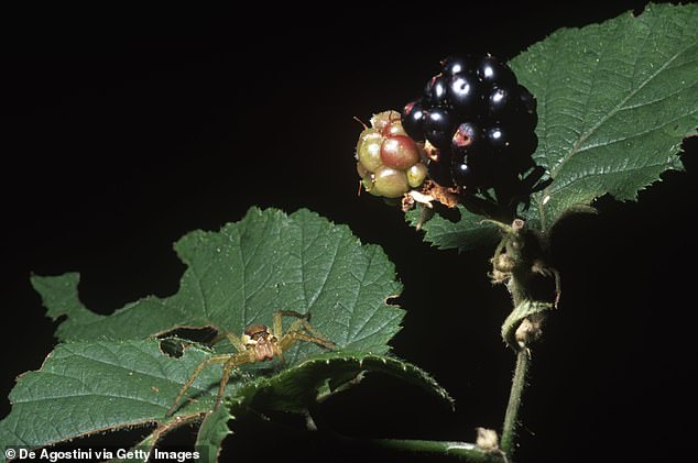 A raft spider hides among the blackberries. About 15 years ago, the species almost became extinct after the destruction of its wetland.