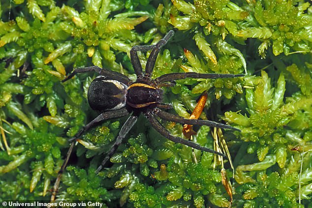 A female raft spider on moss in the swamp. The RSPB estimates that there are 10,000 breeding females across the UK: the 