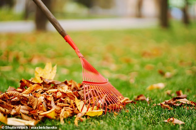 Leaves left on the ground can become a slip hazard or smother grass and edges.