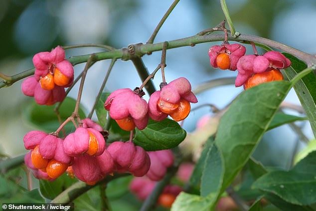 This native shrub and ancient hedgerow species is commonly known as spindle, because its wood was used to make spindles and other small wooden tools.