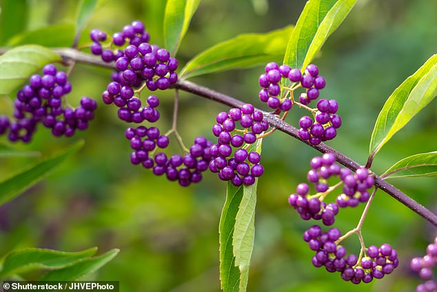 Callicarpa is a good shrub for late fall and winter, with jewel-like purple berries.