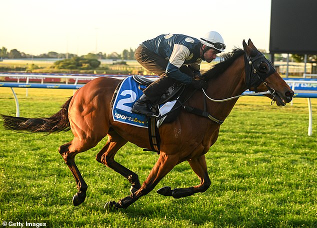 Williams believes Melbourne Cup favorite Buckaroo could struggle in the 3200m