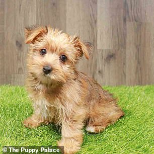 Orange, a Yorkie for sale at The Puppy Palace