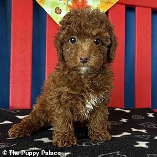 Nanny, a mini golden doodle for sale at The Puppy Palace