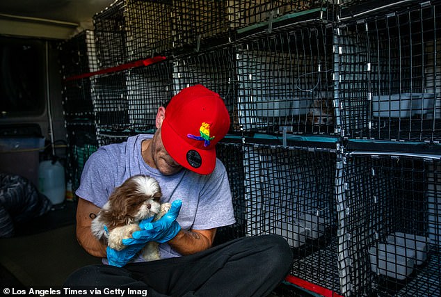 Animal rights groups warn against so-called puppy mills because of their poor conditions. Pictured: a man sitting in a van full of puppies.