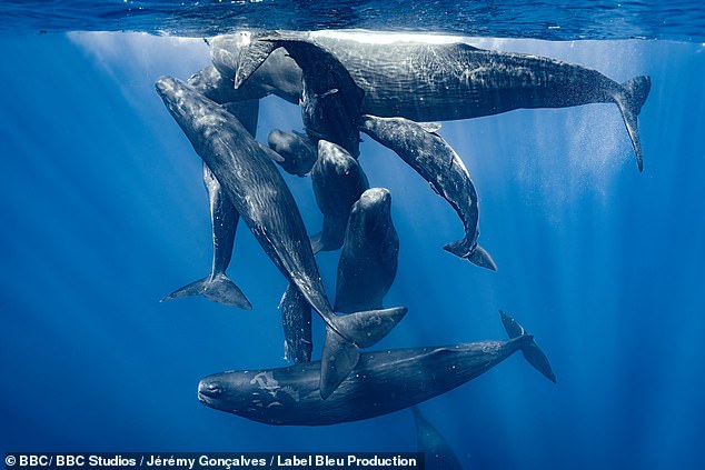 A pod of sperm whales socializes on the surface of the deep waters of the Indian Ocean