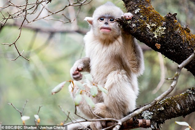 A young Yunnan snub-nosed monkey exploring its forest home in the Hengduan Mountains in China