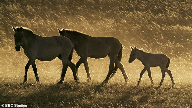 A family of the Takhi, once extinct in the wild, in Hustai National Park in Mongolia