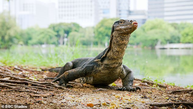 An Asian water monitor lizard found in central Bangkok, in Lumpini City Park