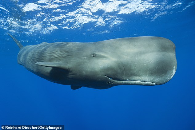 Sperm whales, known for producing the loudest biological sound on Earth, reaching up to 200 decibels, use these powerful clicks to hunt in the dark depths of the ocean.