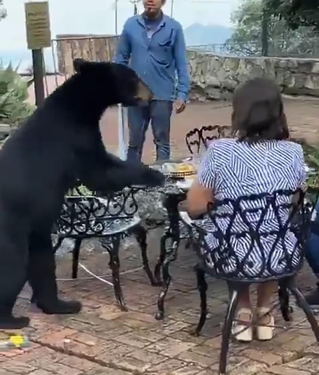 A black bear surprised diners at the Hotel Chipinque restaurant in Nuevo León, Mexico and gave itself food before attacking a woman and escaping.