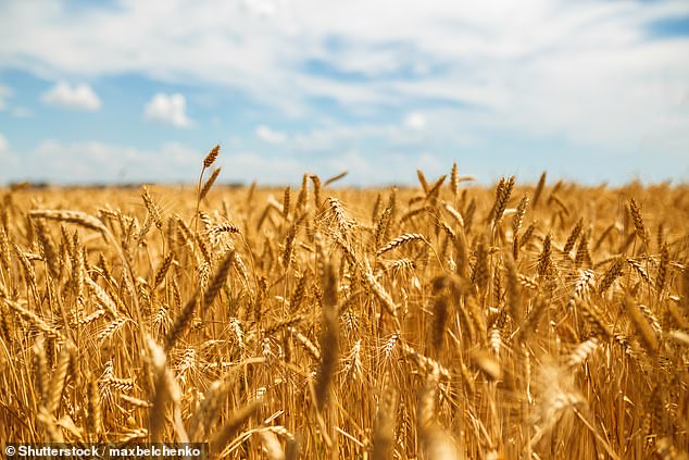 DM.com's analysis found that 10 of the pesticides identified by the Stanford researchers appear to be used on wheat products.