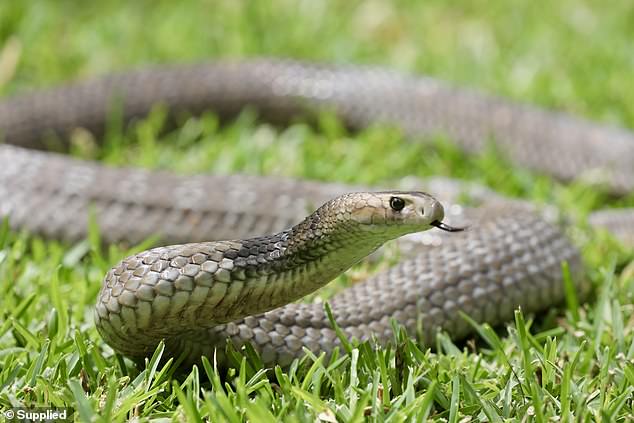 The boy was bitten by an extremely venomous eastern brown snake in his backyard (stock)