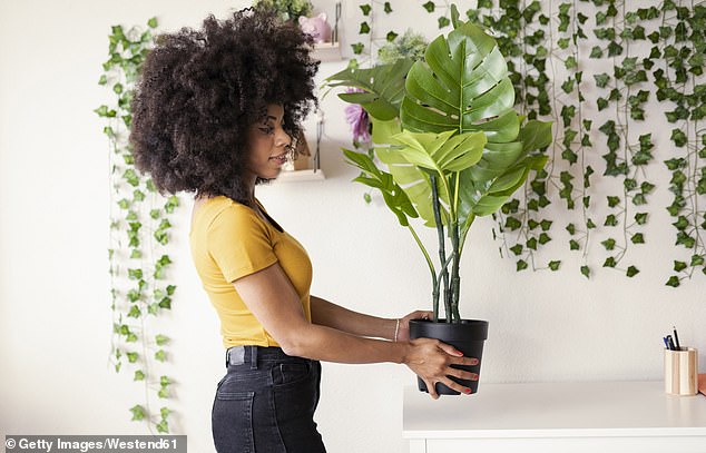 32 percent said they couldn't stand seeing plastic flowers and plants as home decoration (File Image)