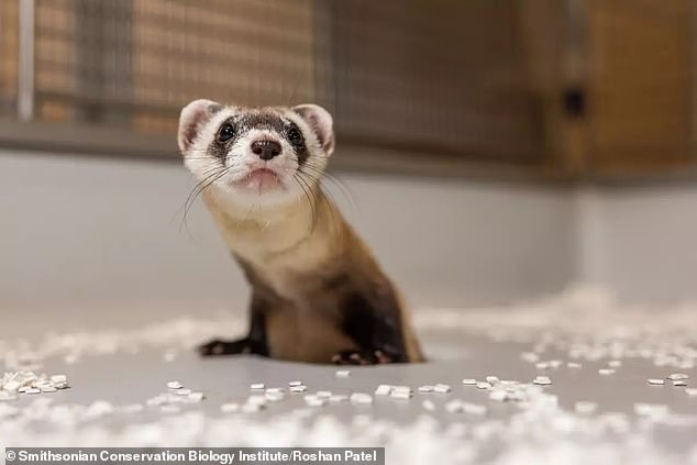 They were born to Antonio, who was cloned from frozen tissue samples collected from a black-footed ferret named Willa.