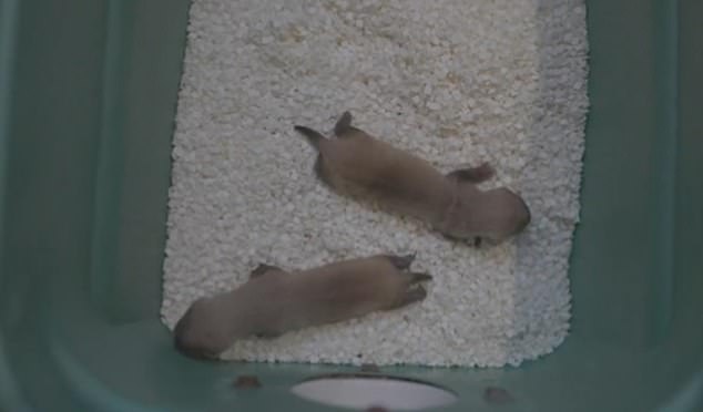 Researchers are hopeful about the birth and say the kits could be the start to reviving the black-footed ferret population.