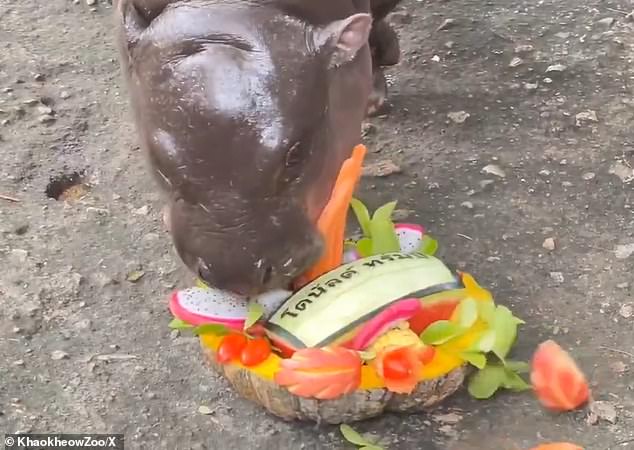 Viral baby hippo Moo Deng made a shocking prediction in the 2024 US presidential election by eating melons marked with the candidates' names.