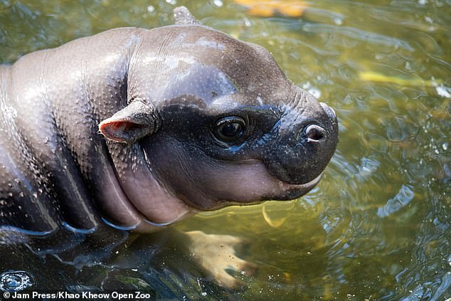 Moo Deng's fame began when keepers at the Khao Kheow Open Zoo began posting videos of her on her TikTok account, which now has 2.5 million followers.