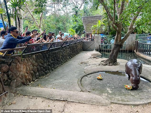 Pygmy hippos, also known as dwarf hippos, are native to West Africa.