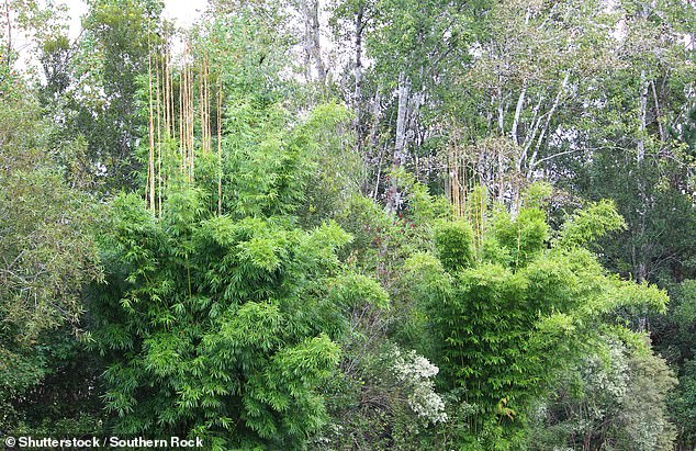 Although the application was rejected, the judge encouraged the Bewsicks to submit another application with more conclusive evidence if the bamboo returned to its previous state. "wild" status' (file image)