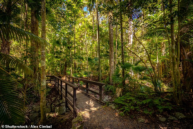 The picturesque Eungella National Park is popular with locals and visitors to the area (pictured) but a lot of rubbish, such as nappies, has been dumped in its waterhole.