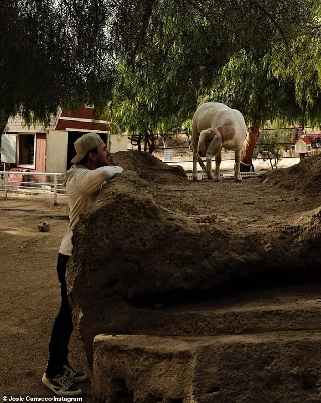 The athlete had a playful interaction with a goat.