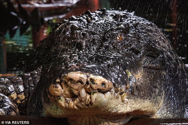 The world's largest captive crocodile, Cassius, is pictured at Marineland Melanesia on Green Island, Great Barrier Reef, Cairns, Australia