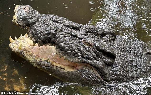 Cassius is the largest crocodile ever caught alive in Australia. It was 5.48 meters (18 ft 0 in) long and weighed around 1,300 kg (2,870 lb).