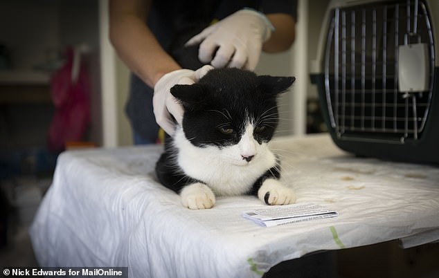 A rescued cat being checked by a staff member at the makeshift sanctuary in Valencia