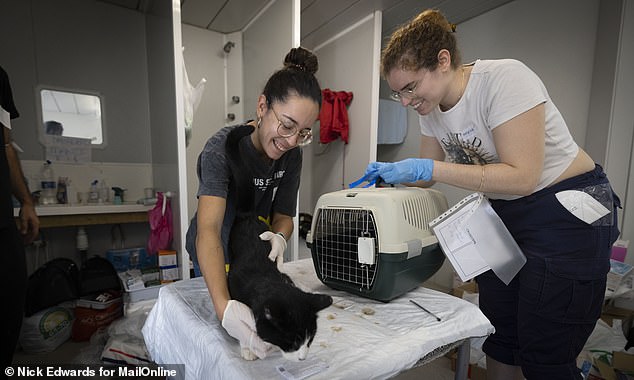 Volunteers with one of the rescued cats, who are now being cared for after their terrible experience.