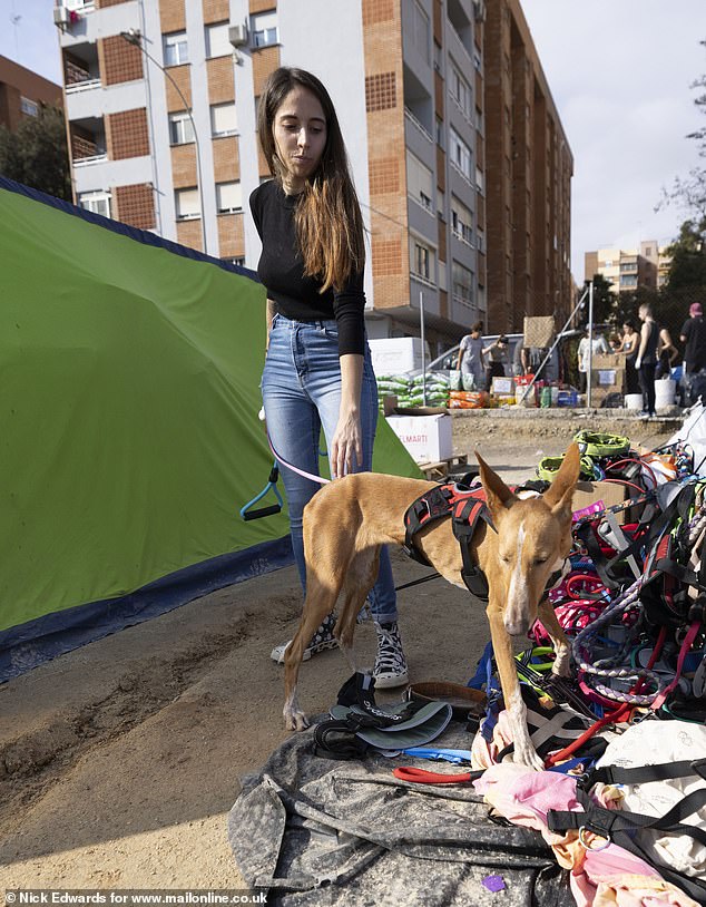 A rescued dog at the makeshift camp, with lots of leashes and pet food.