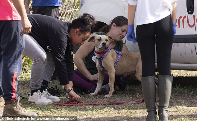 One of the rescued pets appears in the photo with the center's volunteers