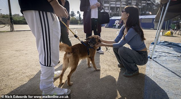 One of the animals is petted after its horrible experience during the floods.