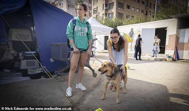 A rescued dog is cared for by two people in central Valencia after the city suffered catastrophic flooding