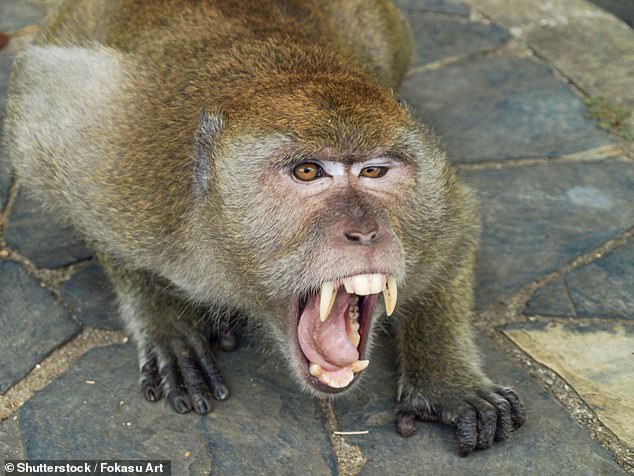 Forty monkeys have escaped from a research center in South Carolina. Pictured above is a wild macaque in Thailand.