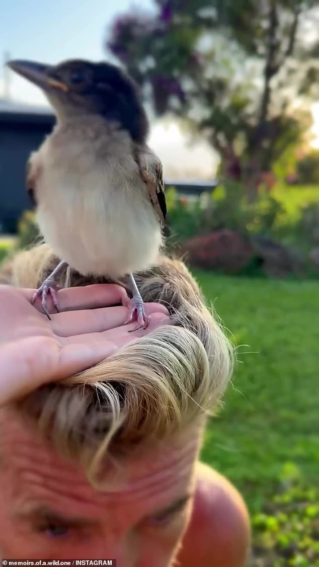 The former My Kitchen Rules judge, 51, took to Instagram on Friday to post a video of a wild bird nesting in his unkempt mullet.