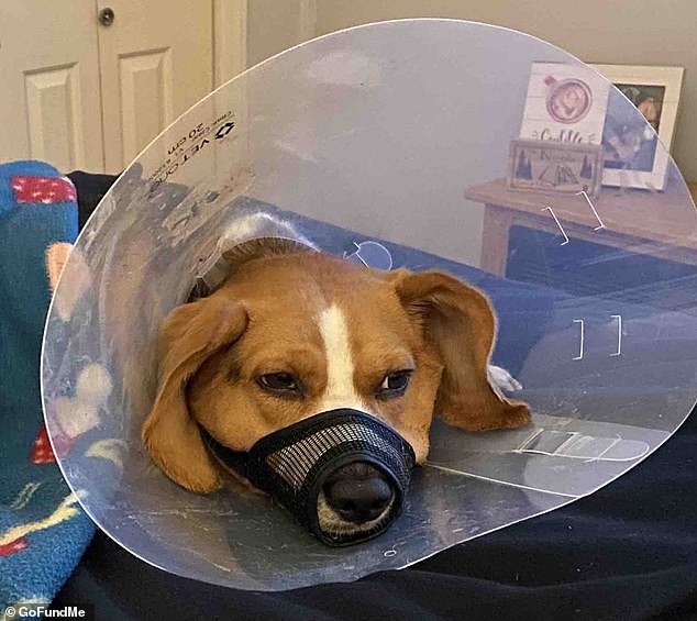 Copper the beagle was shot in the mouth on October 20 by an unknown gunman