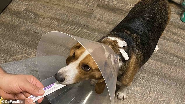 Copper's medical expenses have racked up to around $3,000 after she needed stitches and pins placed in her jaw.