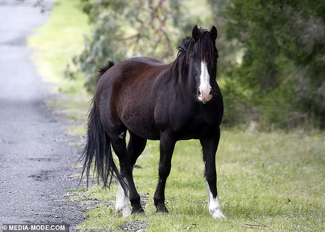 Amorosi's horse remains on the Narre Warren North property