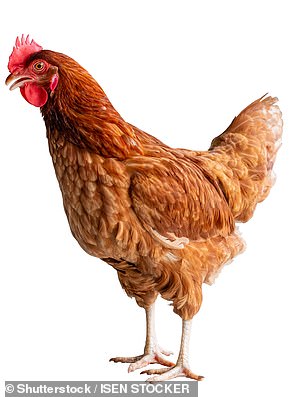 Scientists at the University of Geneva say the building blocks of female reproductive cells, eggs, appeared long before chickens evolved.