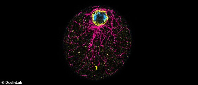 The scientists analyzed a single-celled species called Chromosphaera perkinskii that was discovered in 2017 in Hawaiian marine sediments.