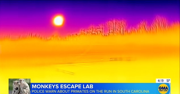 The above shows infrared images. Police use infrared cameras to scan the surrounding forest for monkeys.