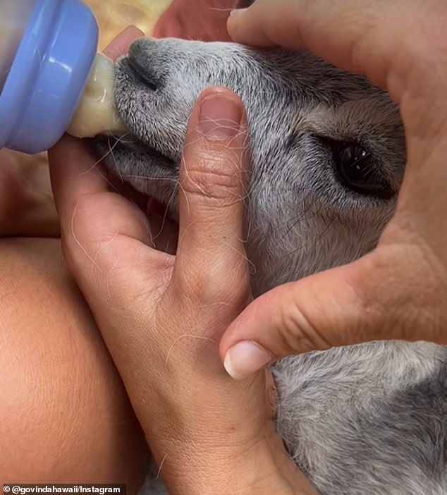 The goat was so hungry that he immediately drank a whole bottle of milk.