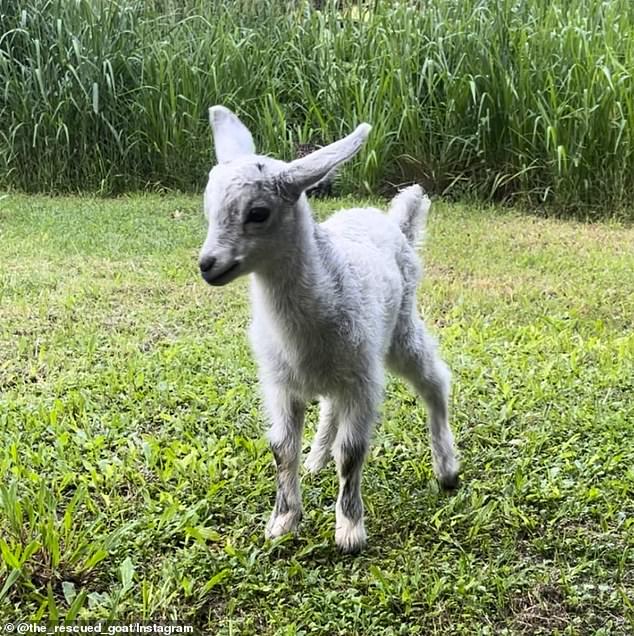 Bala the goat is now at Aloha Animal Sanctuary