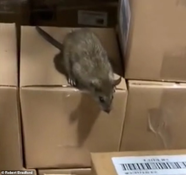 Family Dollar was also recently fined nearly $50 million after admitting to holding and selling consumer products at a rodent-infested warehouse in Arkansas in February. Here you see a rat in the distribution center.