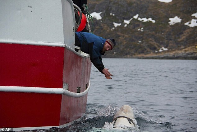 The 14-foot whale was first spotted by fishermen near the northern island of Ingoya, not far from the Arctic town of Hammerfest, in April 2019.