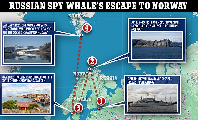 1731280529 978 Russian spy whale found dead off Norway was defending Kremlin