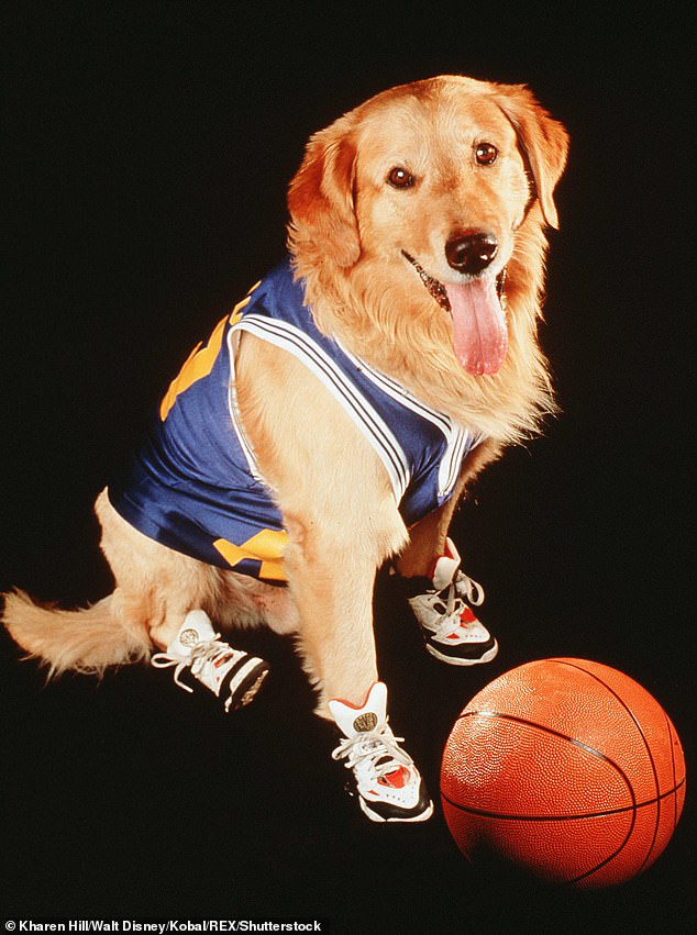 DiCicco owned and trained the late Golden Retriever Buddy seen in the 1997 Disney film.