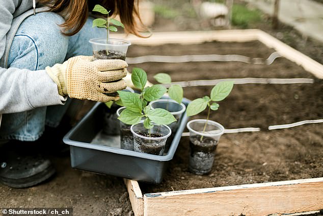 November is an ideal time to get ahead with sweet peas (pictured)