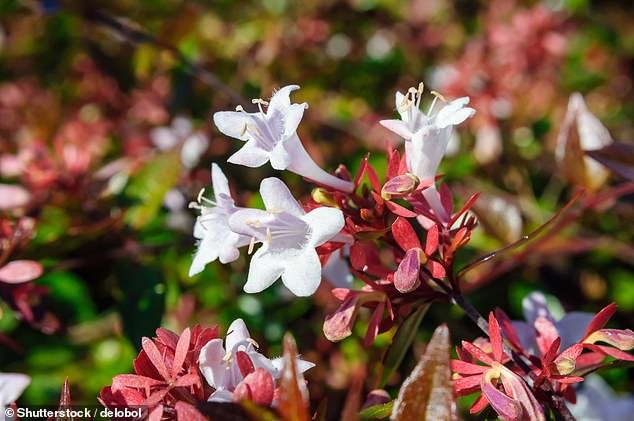 Abelia Grandiflora (pictured) is one of the few garden plants that still blooms in November.